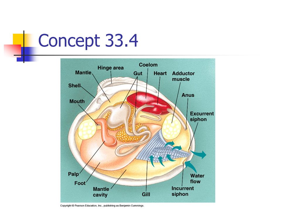 Concept 33.4