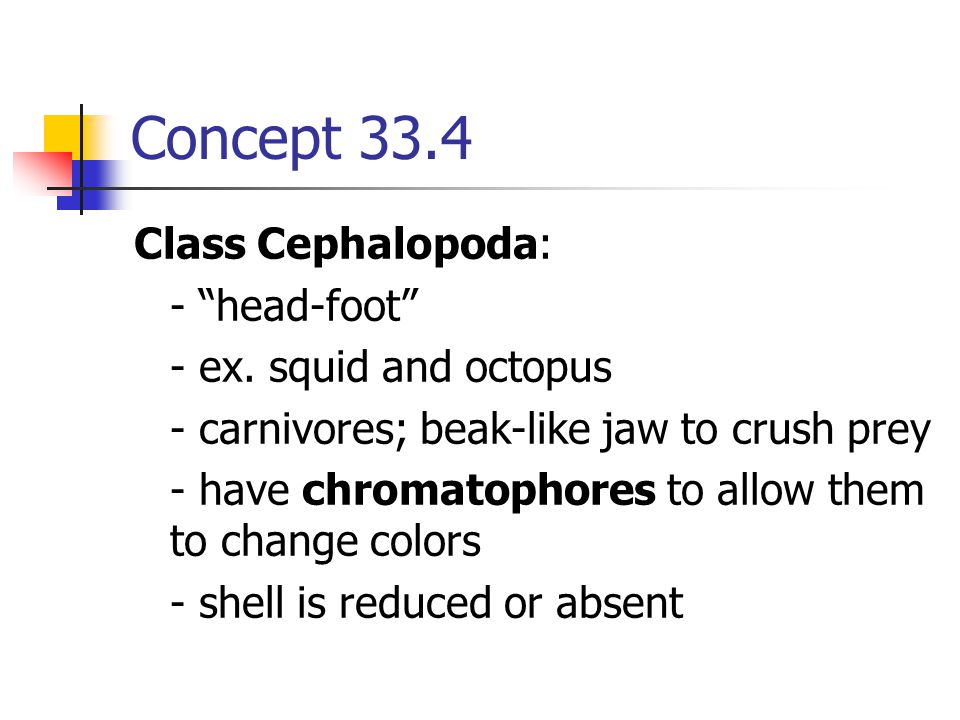 Concept 33.4 Class Cephalopoda: - head-foot - ex. squid and octopus