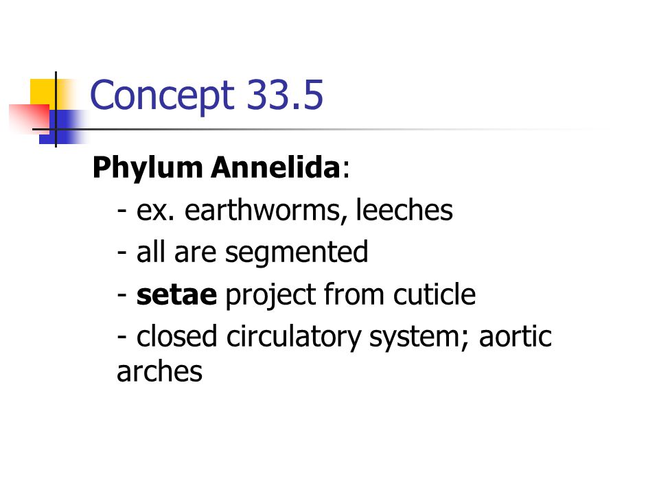 Concept 33.5 Phylum Annelida: - ex. earthworms, leeches