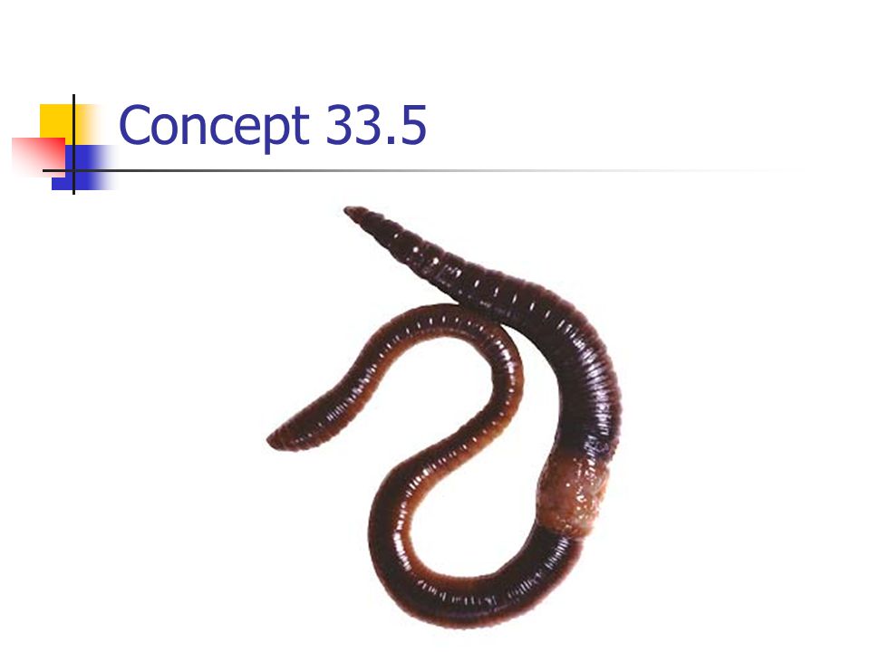 Concept 33.5