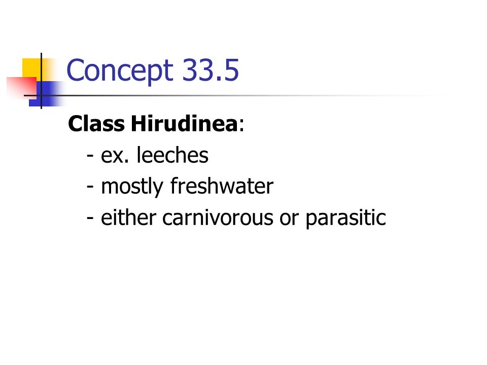 Concept 33.5 Class Hirudinea: - ex. leeches - mostly freshwater
