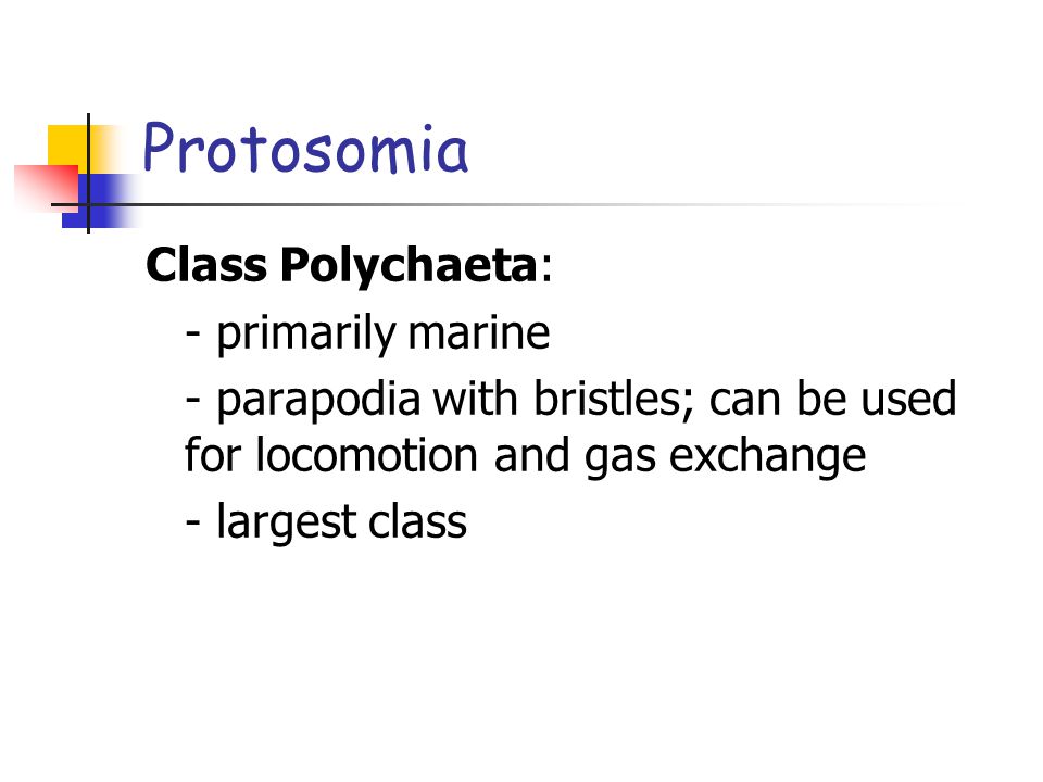 Protosomia Class Polychaeta: - primarily marine