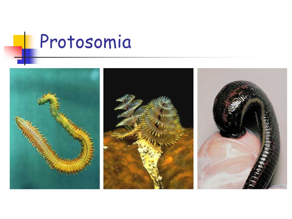 Protosomia