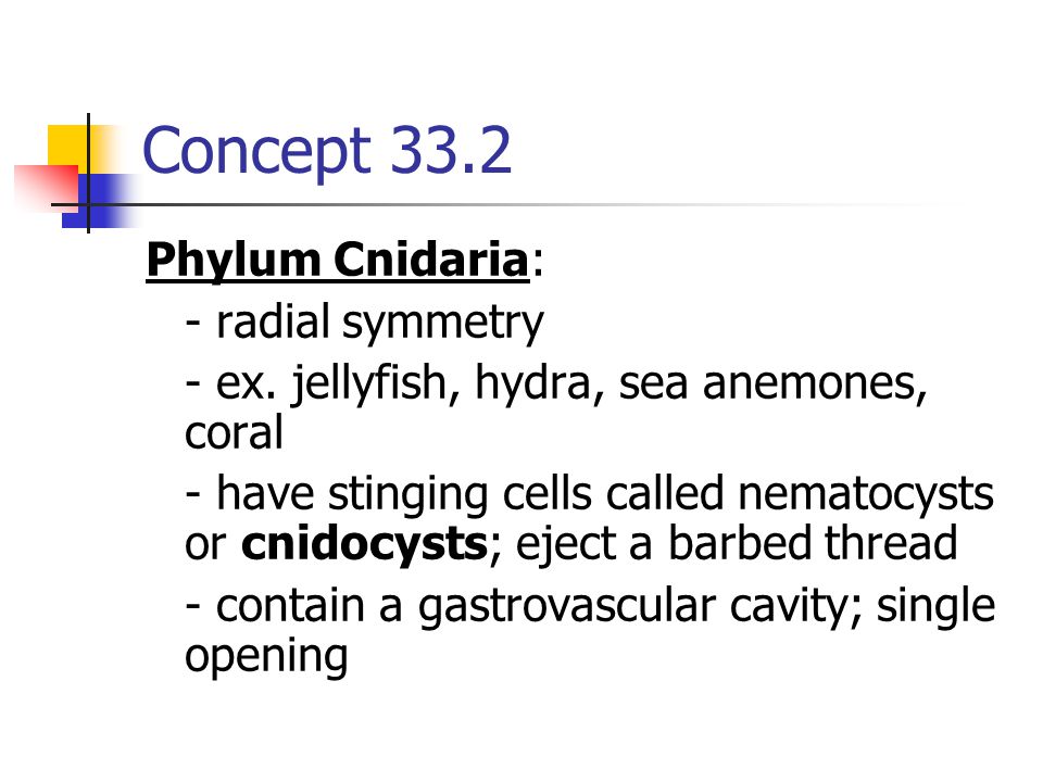 Concept 33.2 Phylum Cnidaria: - radial symmetry