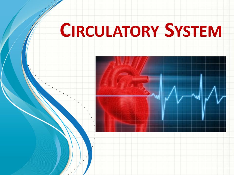 Circulatory System This template can be used as a starter file for presenting training materials in a group setting.