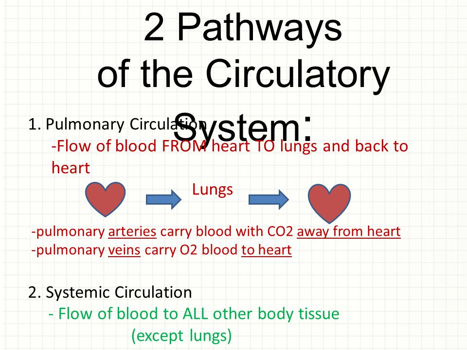 of the Circulatory System: