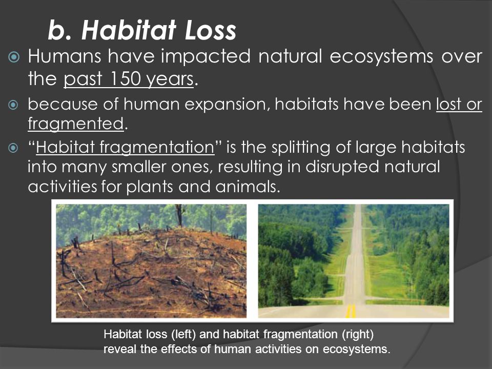 b. Habitat Loss Humans have impacted natural ecosystems over the past 150 years. because of human expansion, habitats have been lost or fragmented.