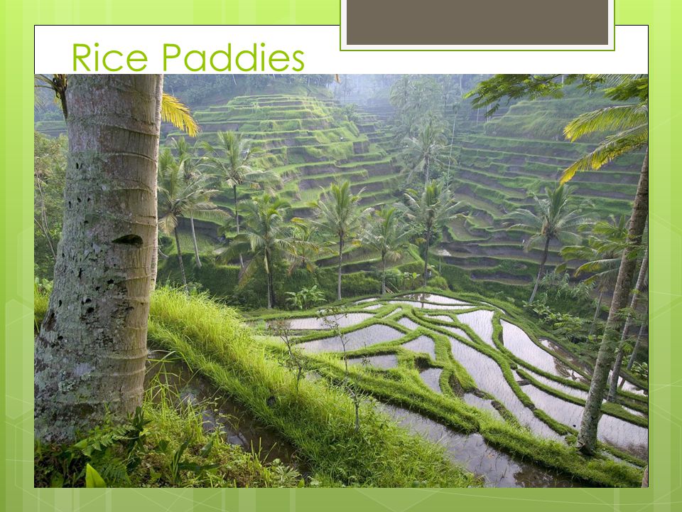 Rice Paddies