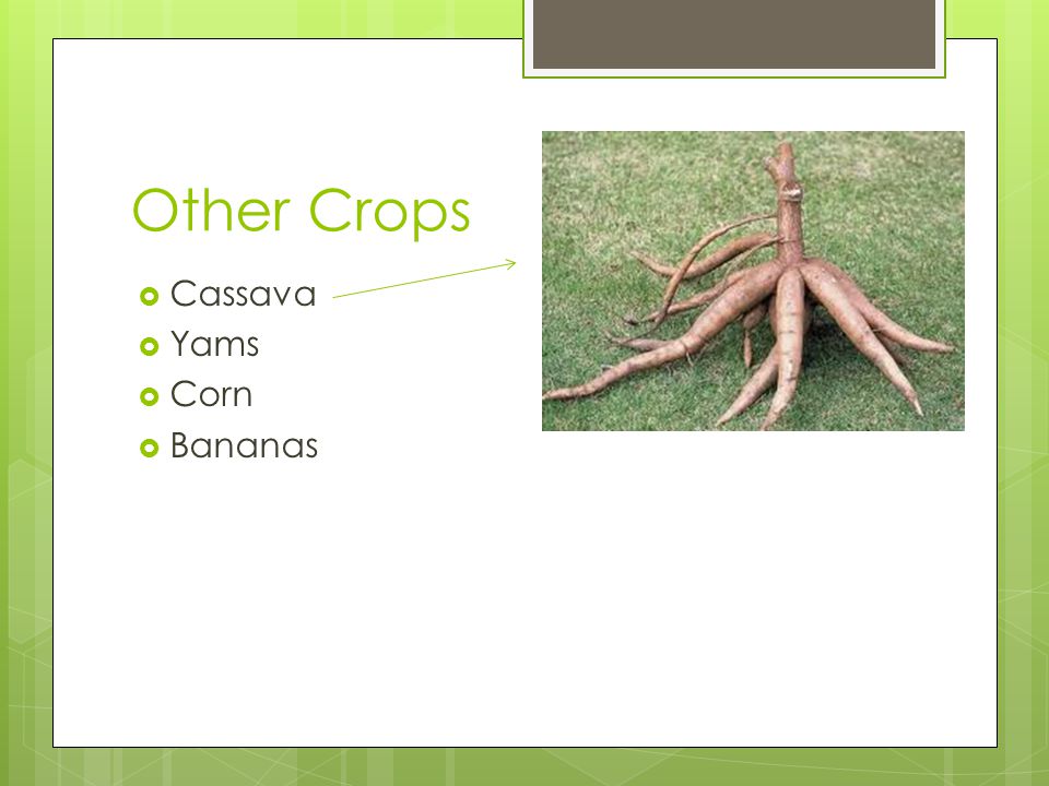 Other Crops Cassava Yams Corn Bananas