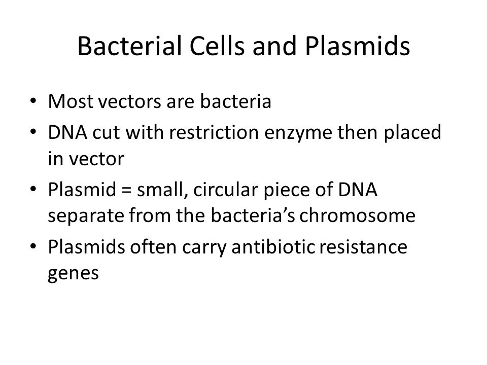 Bacterial Cells and Plasmids