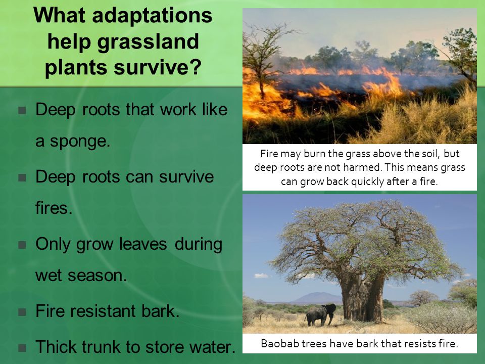 Habitats and Adaptations - ppt video online download