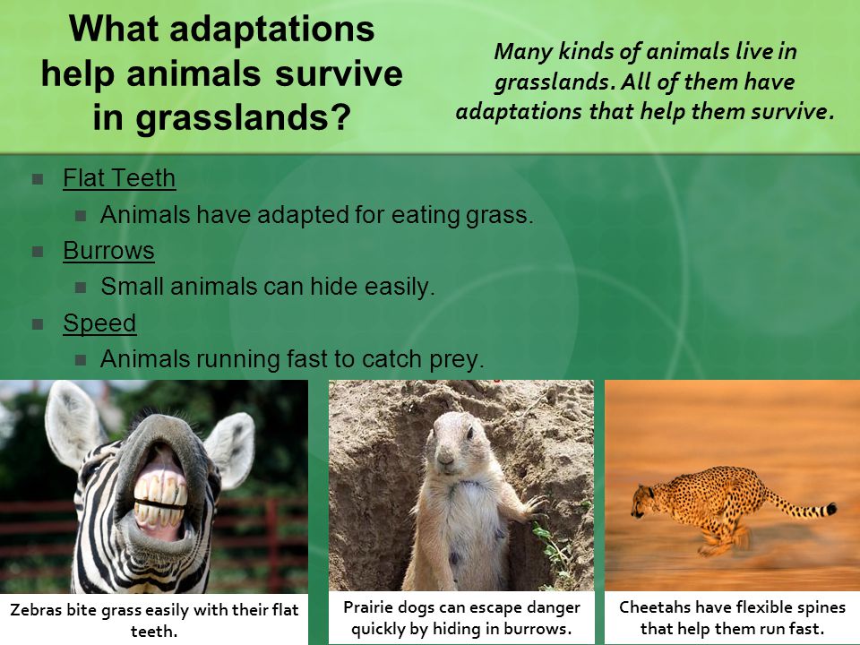 Habitats and Adaptations - ppt video online download