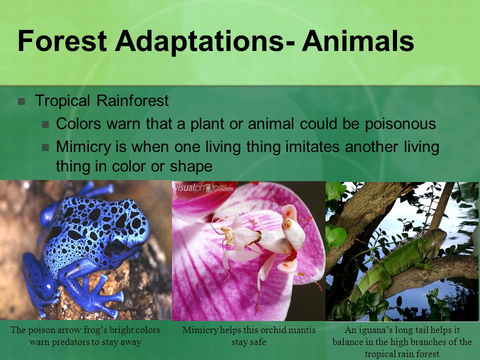 Habitats and Adaptations - ppt video online download Habitats and Adaptations - ppt video online download