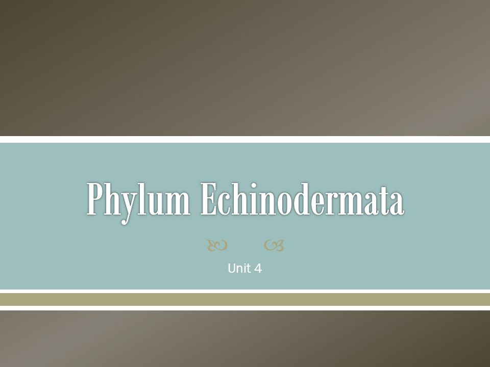 Phylum Echinodermata Unit 4