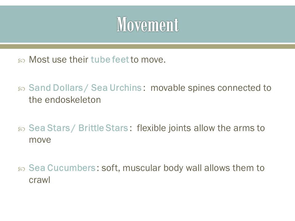 Movement Most use their tube feet to move.