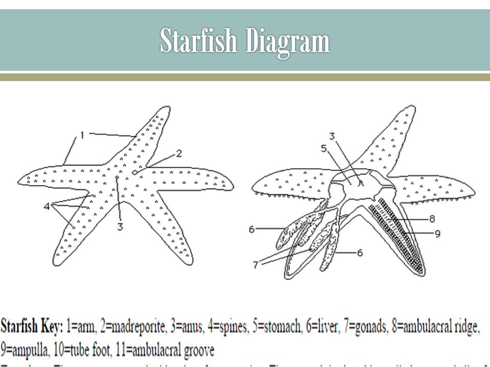 Starfish Diagram