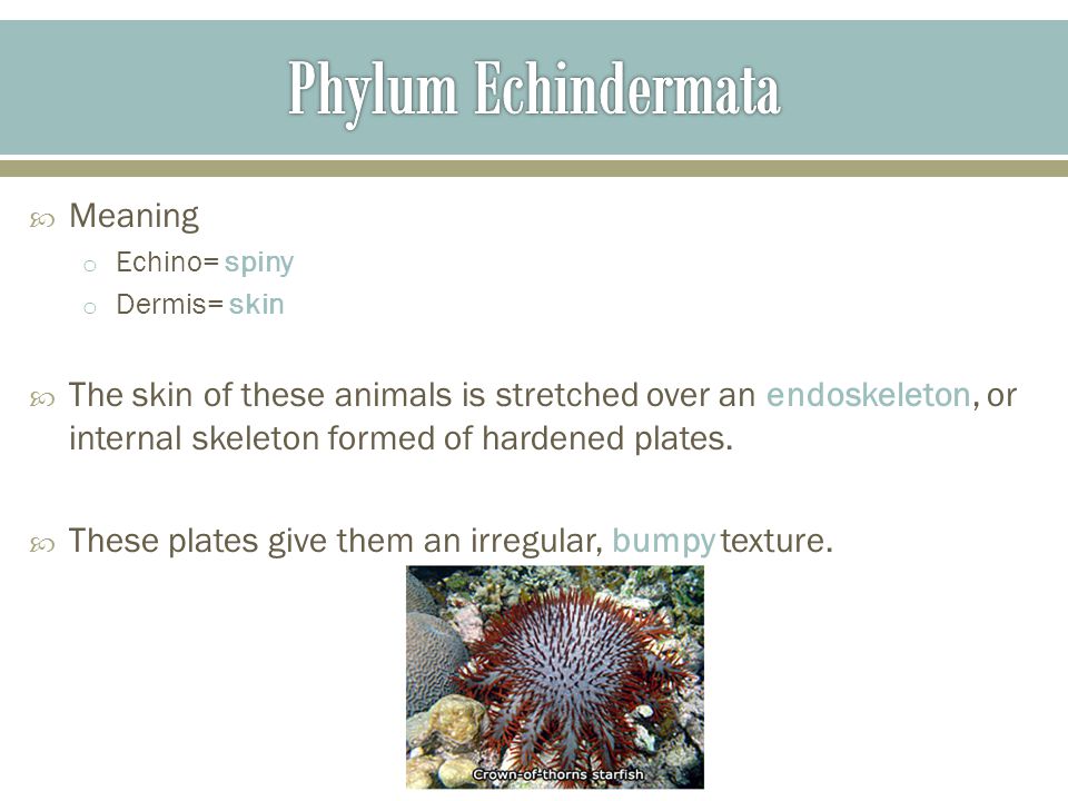 Phylum Echindermata Meaning