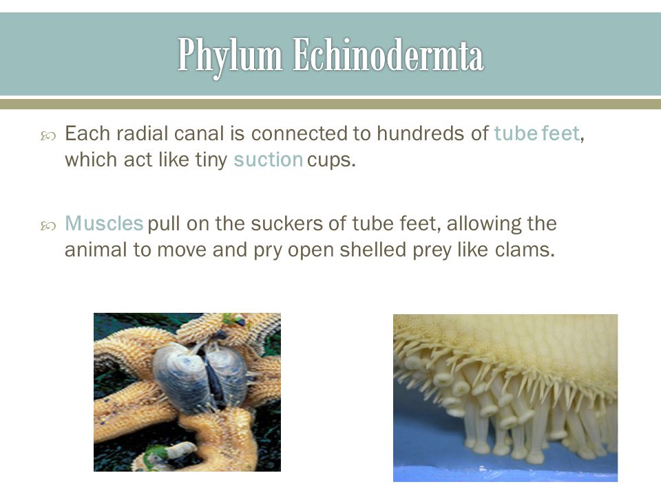 Phylum Echinodermta Each radial canal is connected to hundreds of tube feet, which act like tiny suction cups.