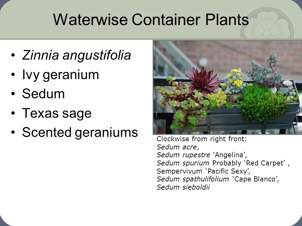 Container Gardening Part 3 What To Plant Ppt Video Online Download