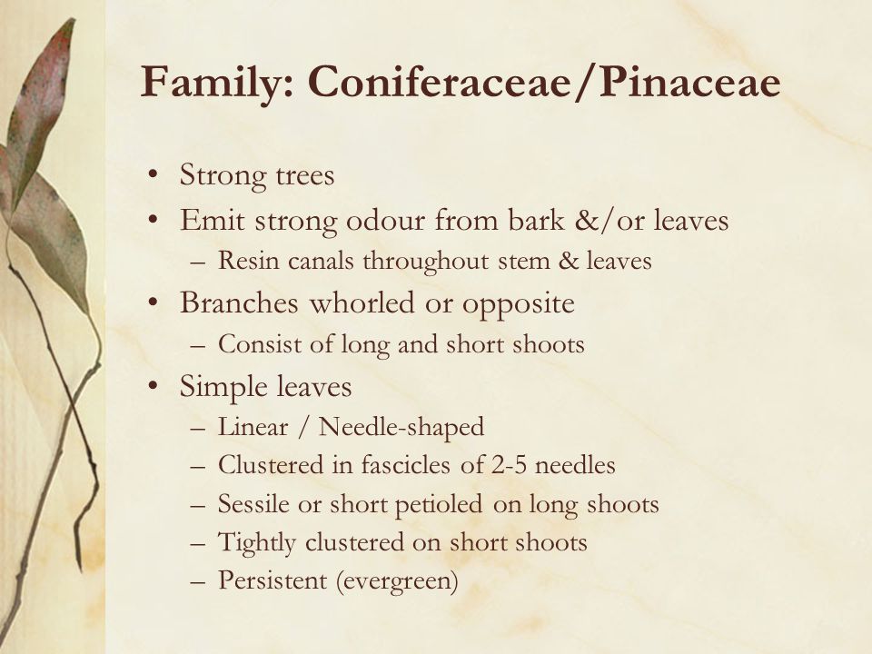 Family: Coniferaceae/Pinaceae