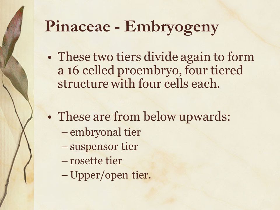 Pinaceae - Embryogeny These two tiers divide again to form a 16 celled proembryo, four tiered structure with four cells each.