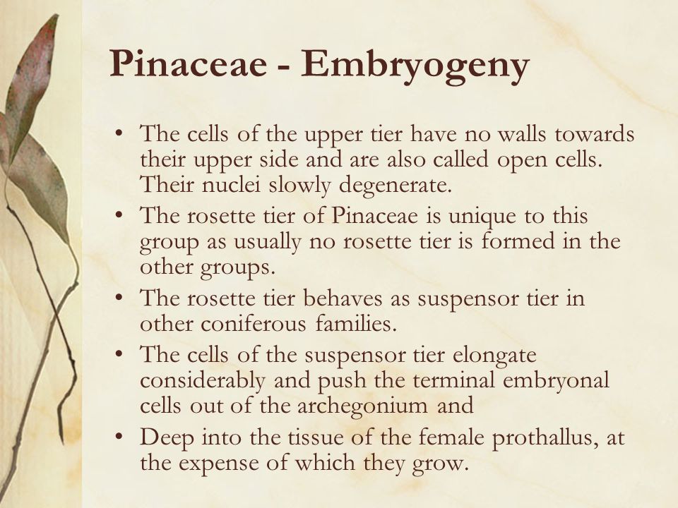 Pinaceae - Embryogeny