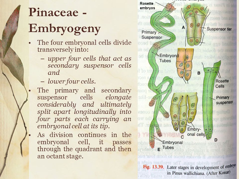 Rosette embryos Pinaceae - Embryogeny. The four embryonal cells divide transversely into: