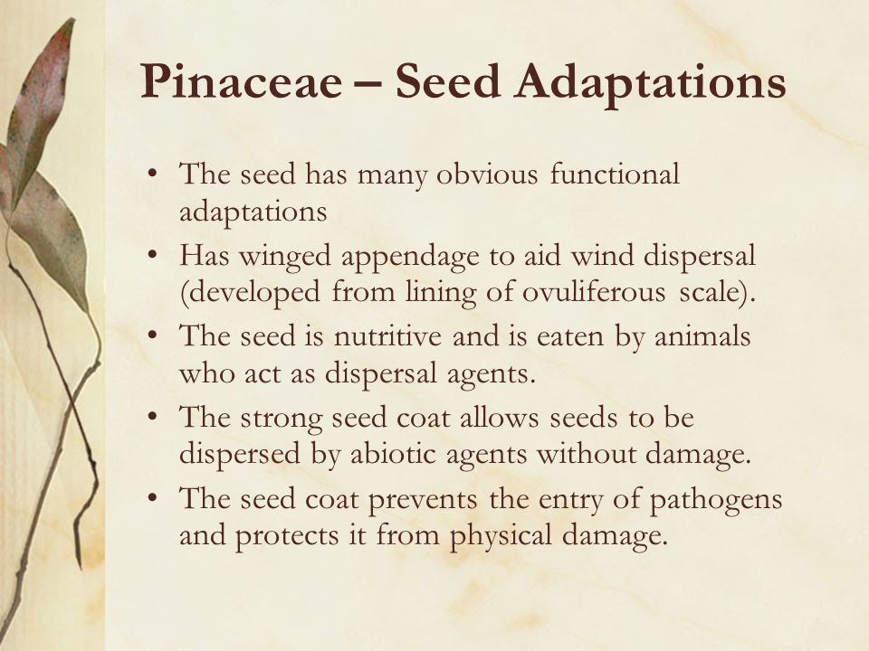 Pinaceae – Seed Adaptations