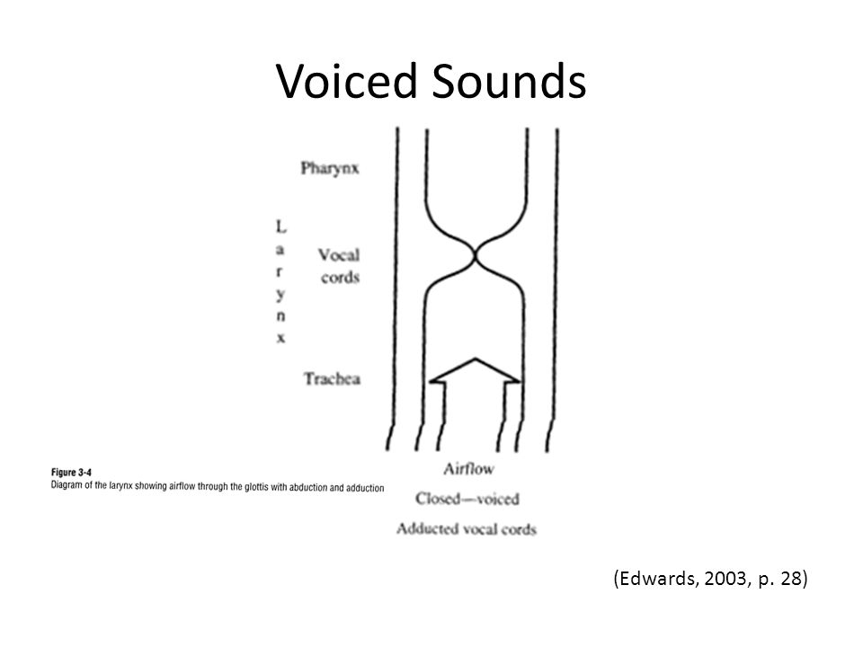 Voiced Sounds (Edwards, 2003, p. 28)