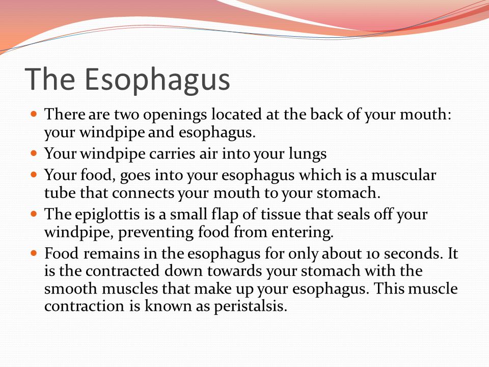 The Esophagus There are two openings located at the back of your mouth: your windpipe and esophagus.