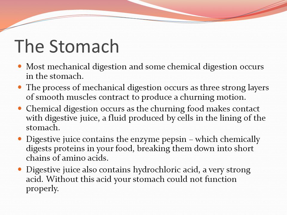 The Stomach Most mechanical digestion and some chemical digestion occurs in the stomach.