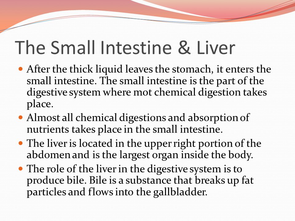 The Small Intestine & Liver