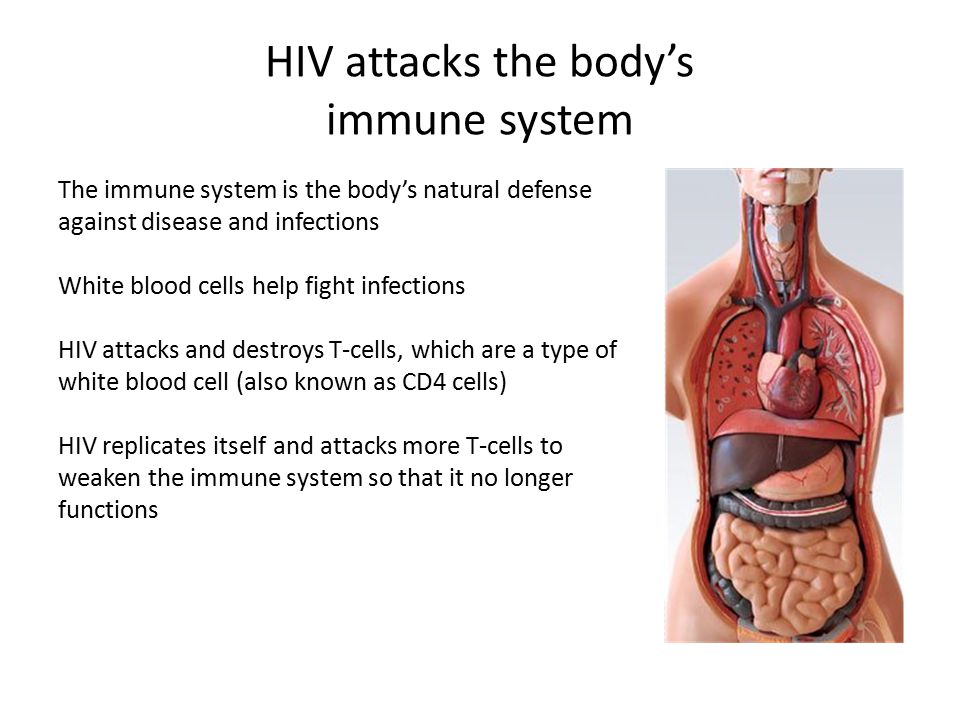 HIV attacks the body’s immune system