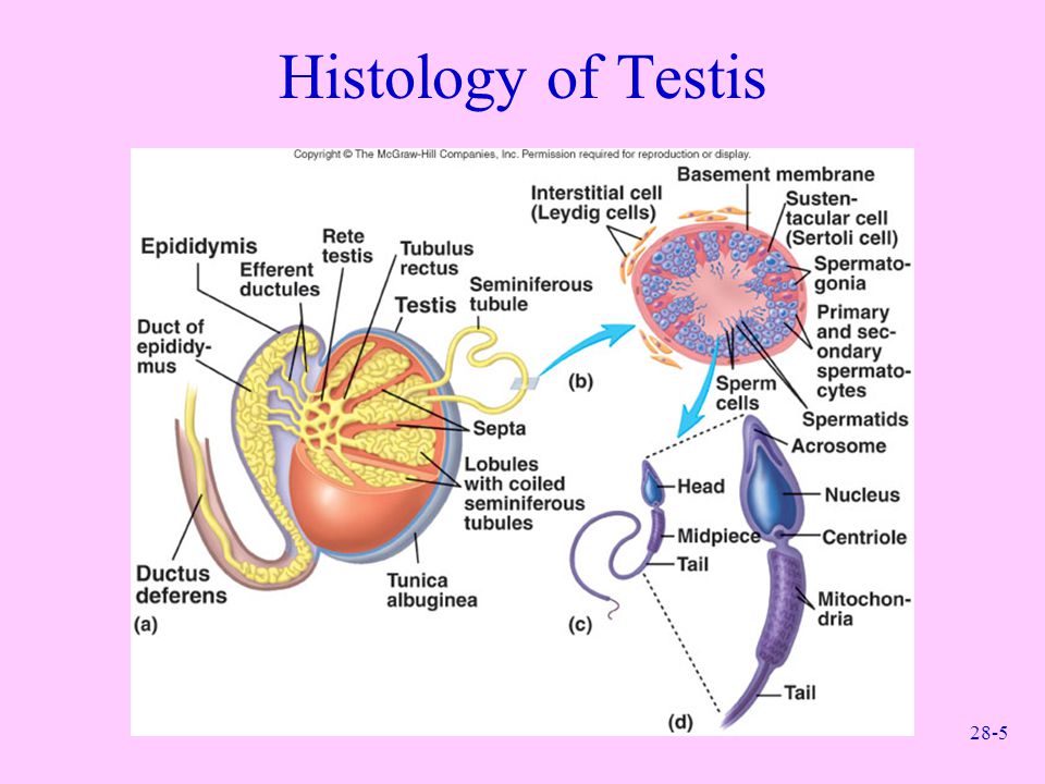 Histology of Testis.