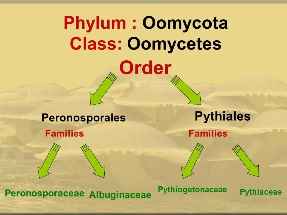 Phylum : Oomycota Class: Oomycetes