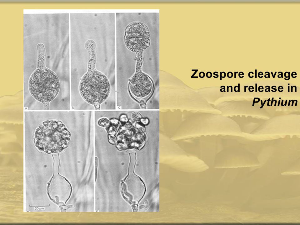 Zoospore cleavage and release in Pythium