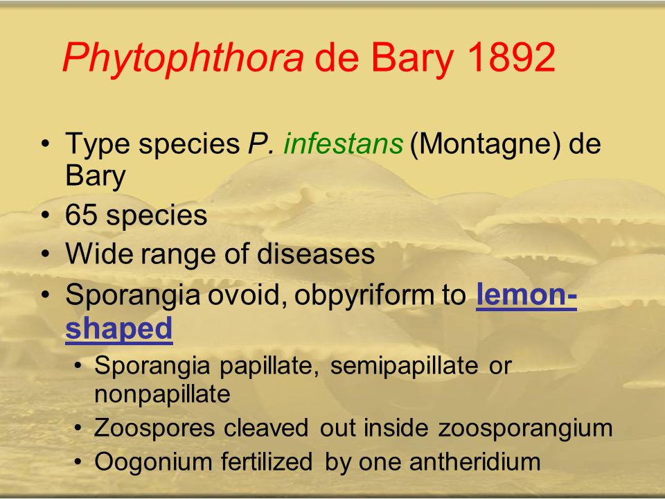 Phytophthora de Bary 1892 Type species P. infestans (Montagne) de Bary