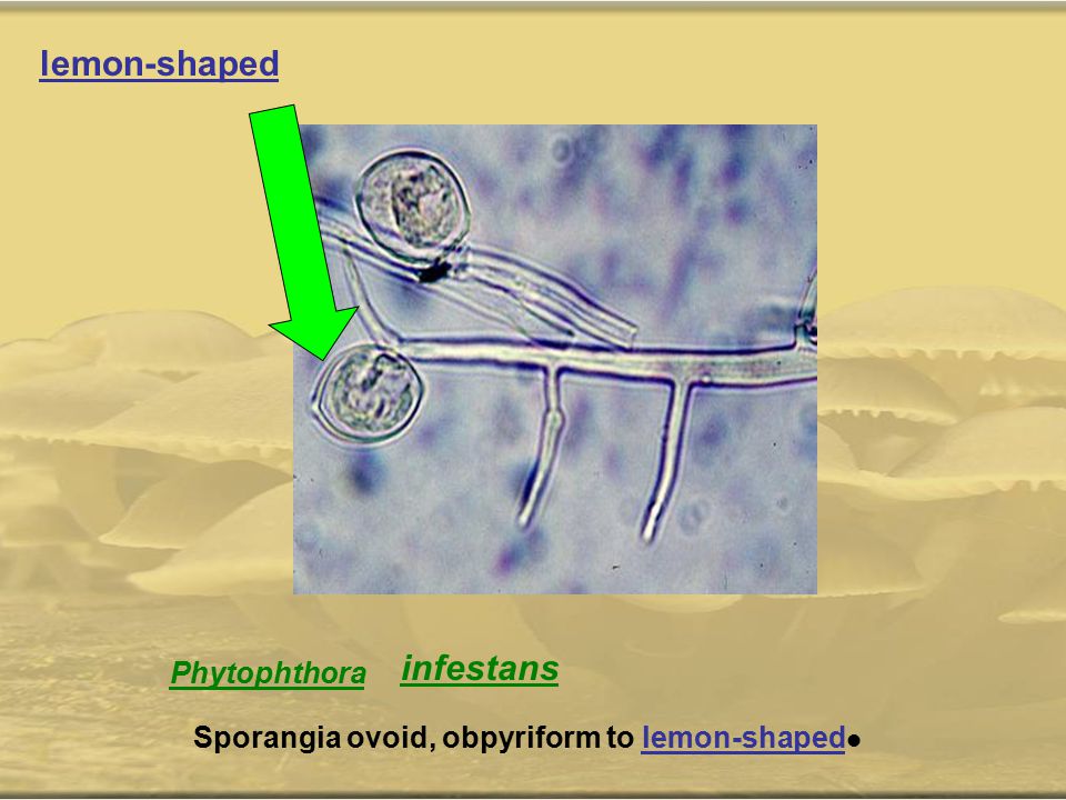 lemon-shaped infestans Phytophthora