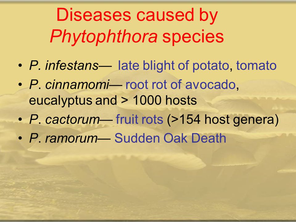 Diseases caused by Phytophthora species