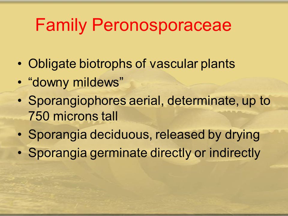 Family Peronosporaceae