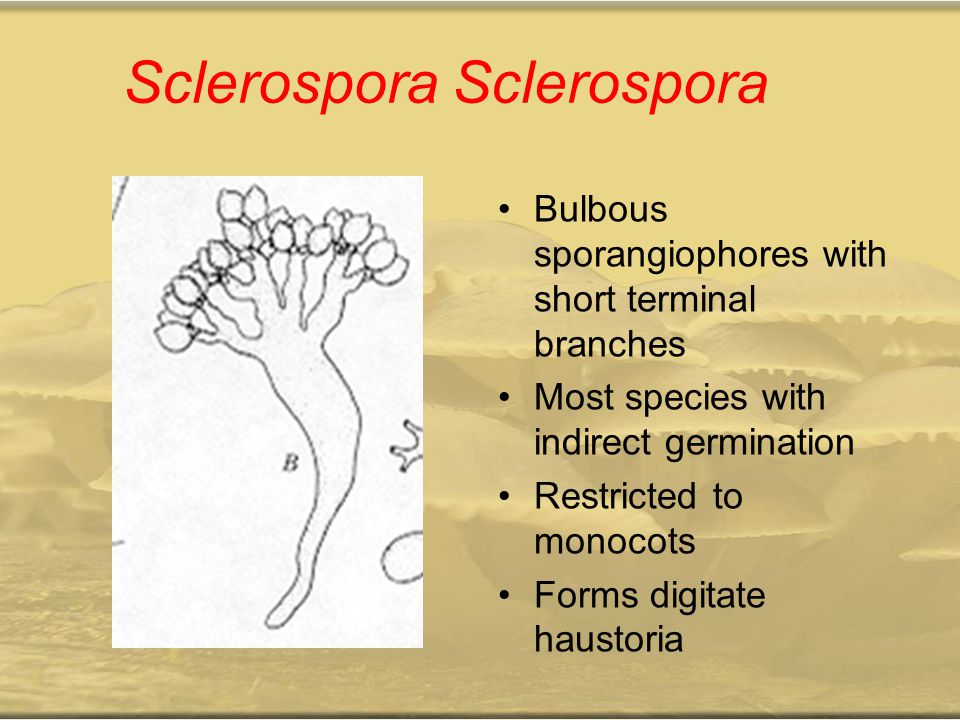 Sclerospora Sclerospora