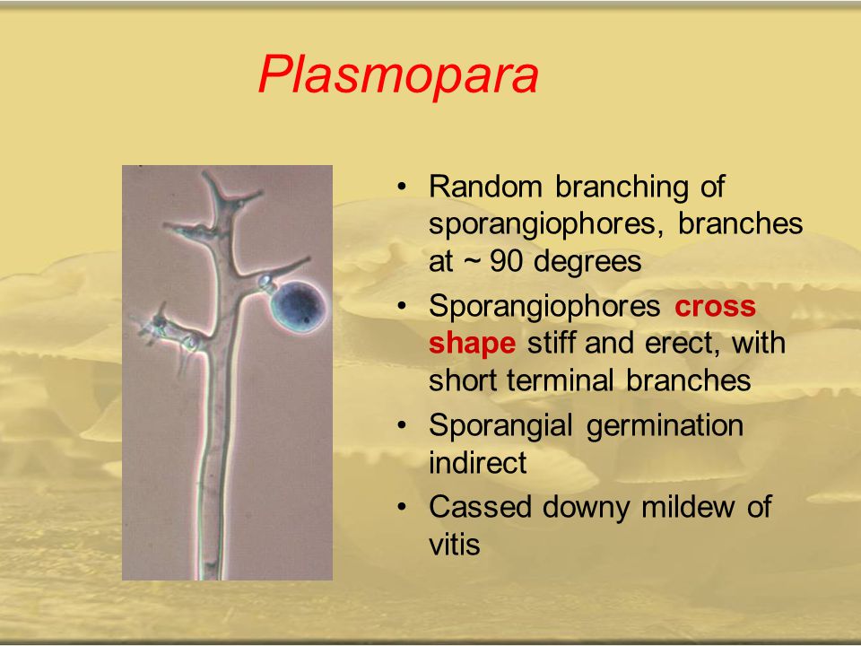 Plasmopara Random branching of sporangiophores, branches at ~ 90 degrees. Sporangiophores cross shape stiff and erect, with short terminal branches.
