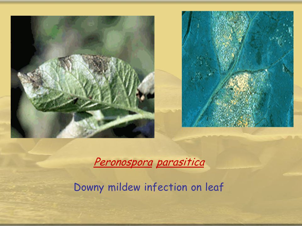 Peronospora parasitica Downy mildew infection on leaf