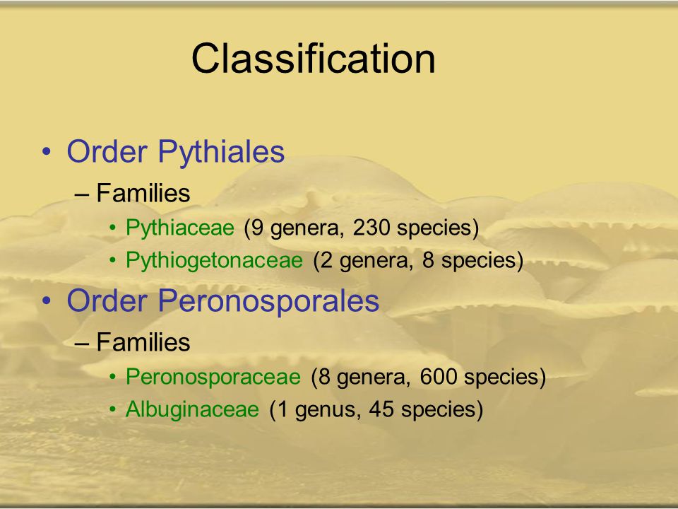 Classification Order Pythiales Order Peronosporales Families