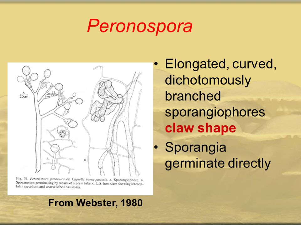 Peronospora Elongated, curved, dichotomously branched sporangiophores claw shape. Sporangia germinate directly.