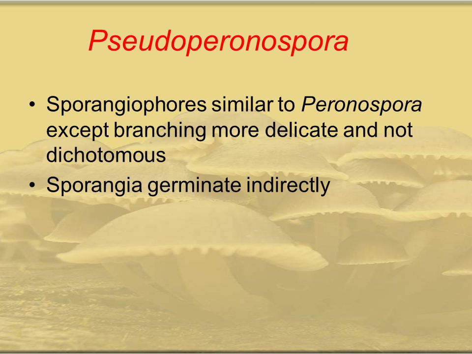 Pseudoperonospora Sporangiophores similar to Peronospora except branching more delicate and not dichotomous.