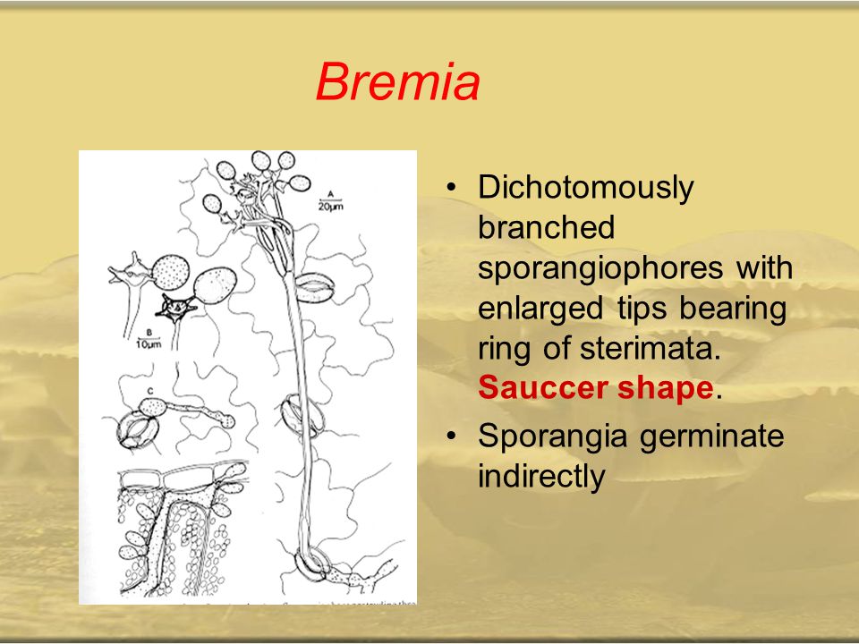 Bremia Dichotomously branched sporangiophores with enlarged tips bearing ring of sterimata. Sauccer shape.