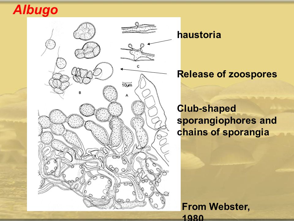 Albugo haustoria Release of zoospores