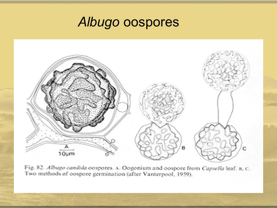 Albugo oospores
