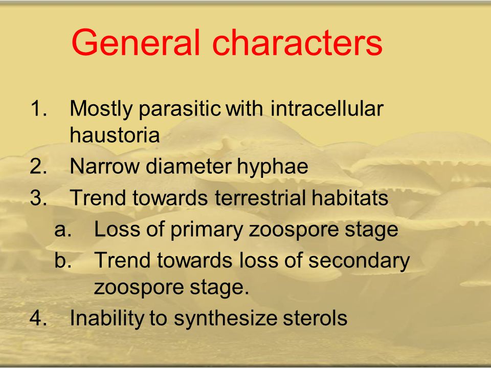 General characters Mostly parasitic with intracellular haustoria